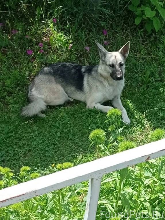 Питомцы рославля. Волкособы. Настя хаски. Волкособ щенки 2 месяца. Щенок волкособа 7 месяцев.