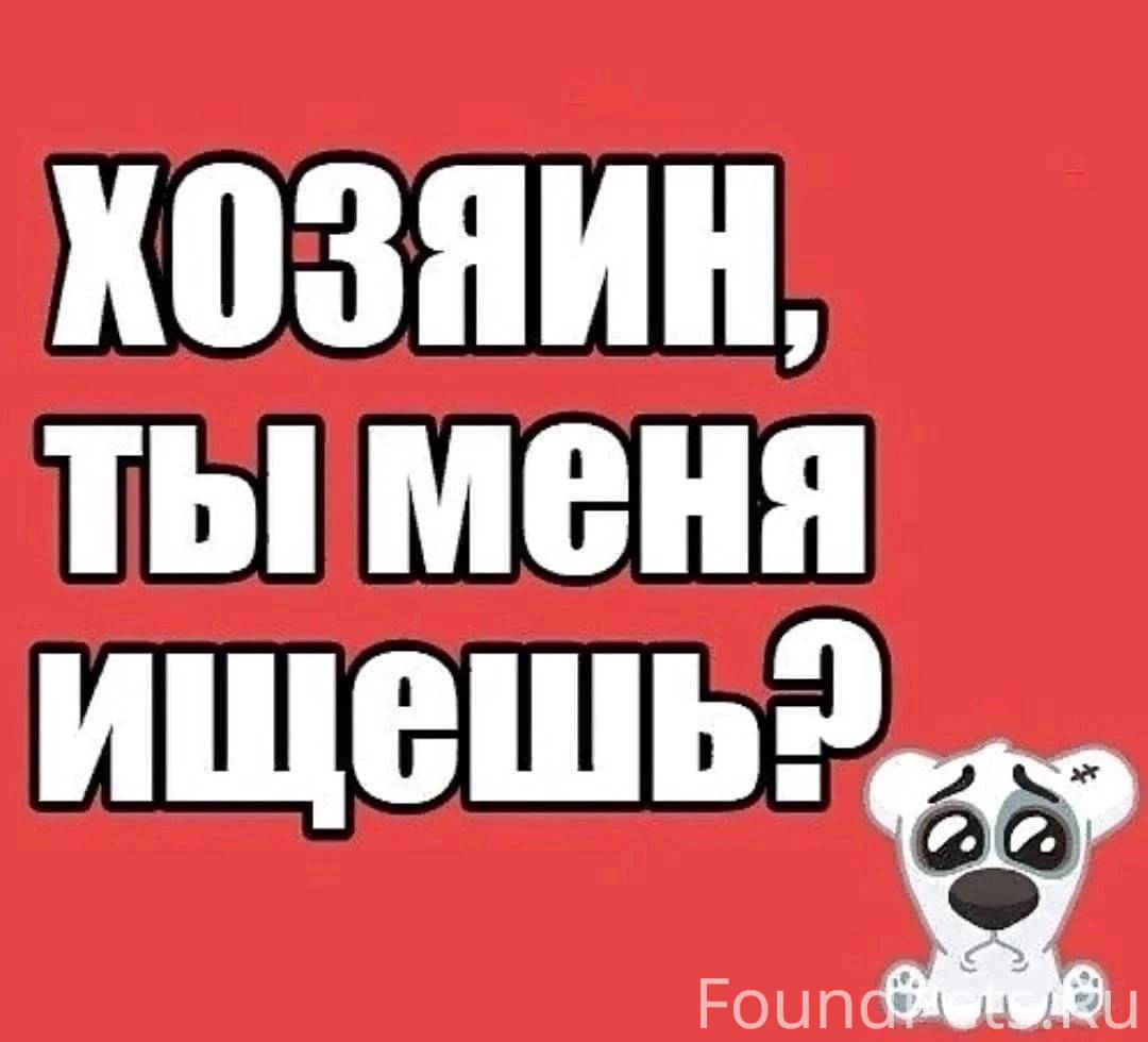 Предыдущий хозяин. Найдена собака надпись. Хозяин найдись. Найдена собака ищем хозяев. Ищем старых или новых хозяев картинки.