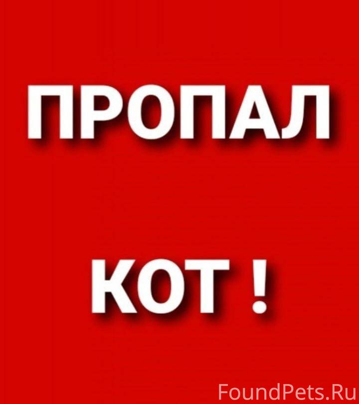 Нету пишет. Внимание потерялся кот. Помогите найти кота. Внимание пропал кот. Потерялся кот картинки.