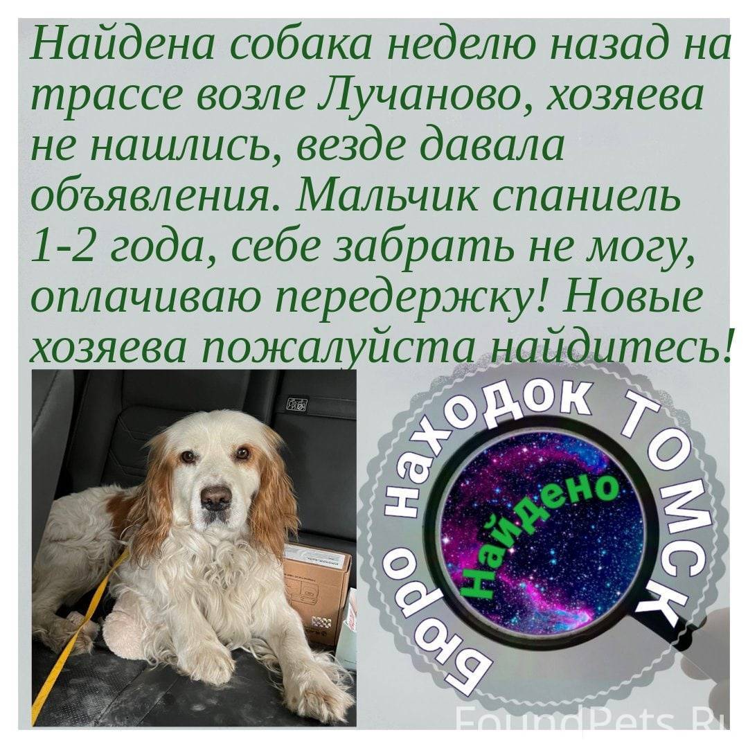 Можно позвонить собаки. Поиск собак. Найдена собака Томск объявления. Собака звонит. Как позвонить собаке.