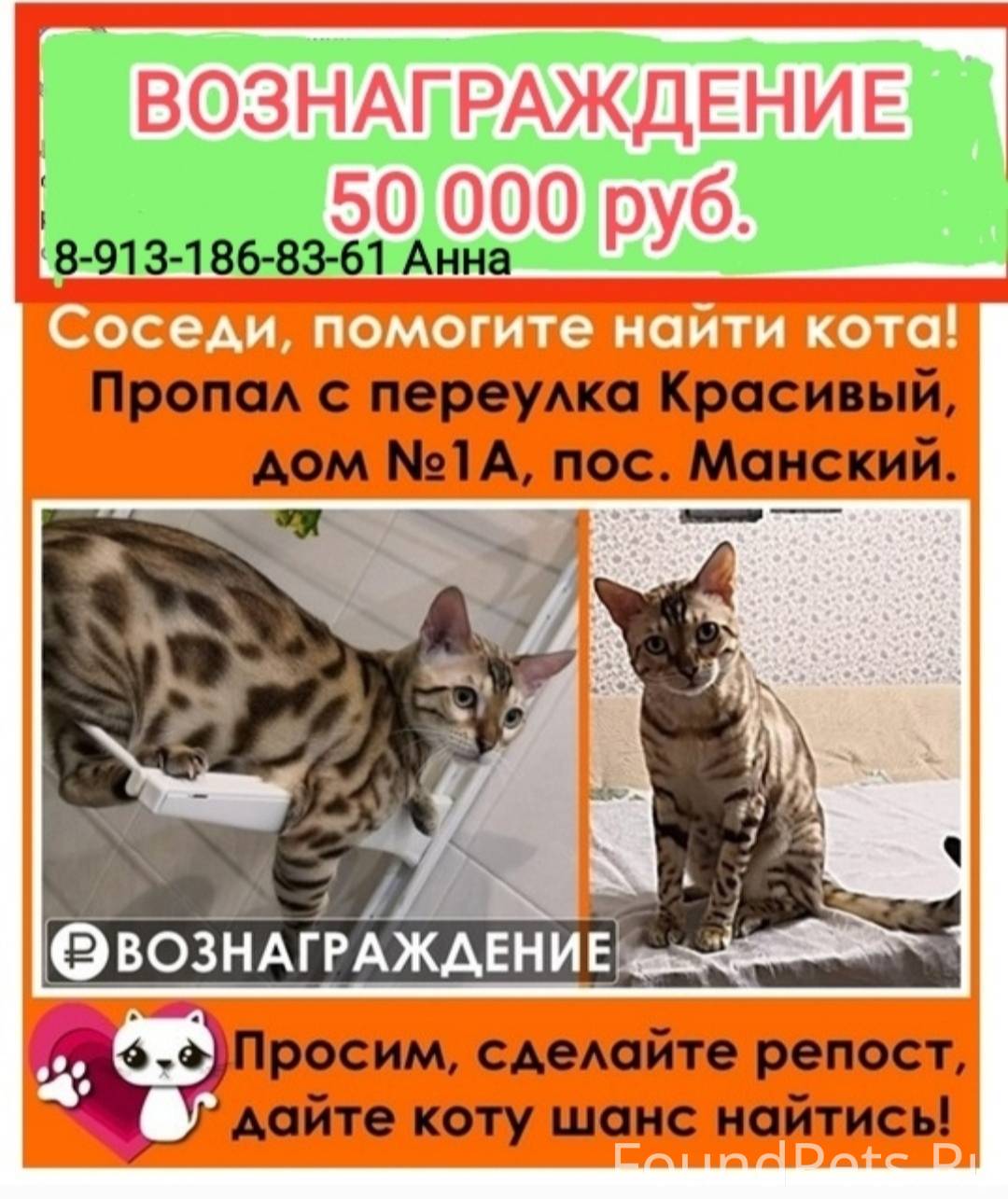 Потерялся кот в посёлке Манский, Красноярского края 13.06.2022г. Верните за вознаграждение. 50 000 руб