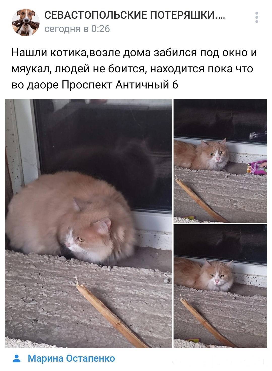 1. Севастополь. Найден кот. ht...