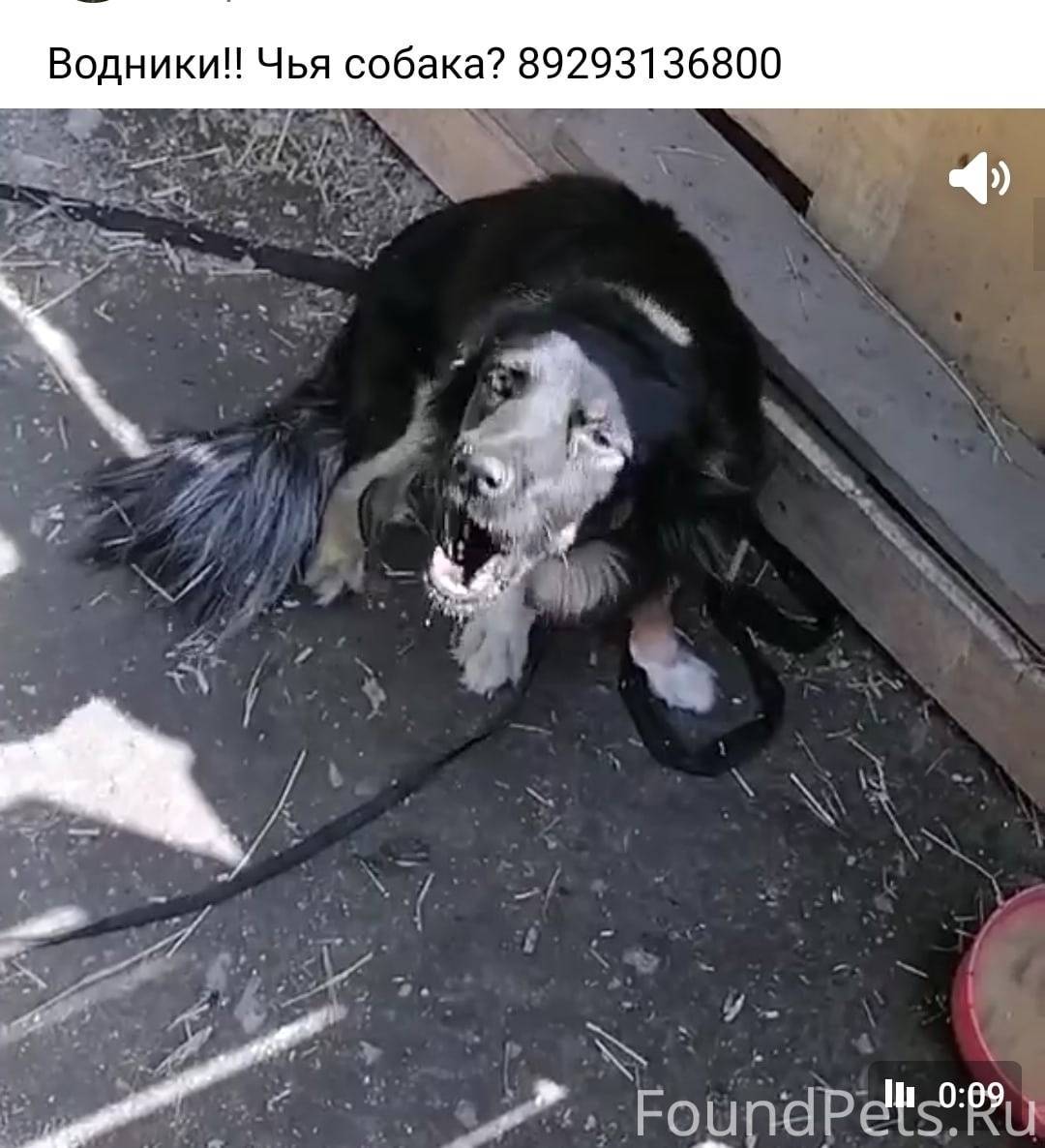 Найдена собака в районе Водник...