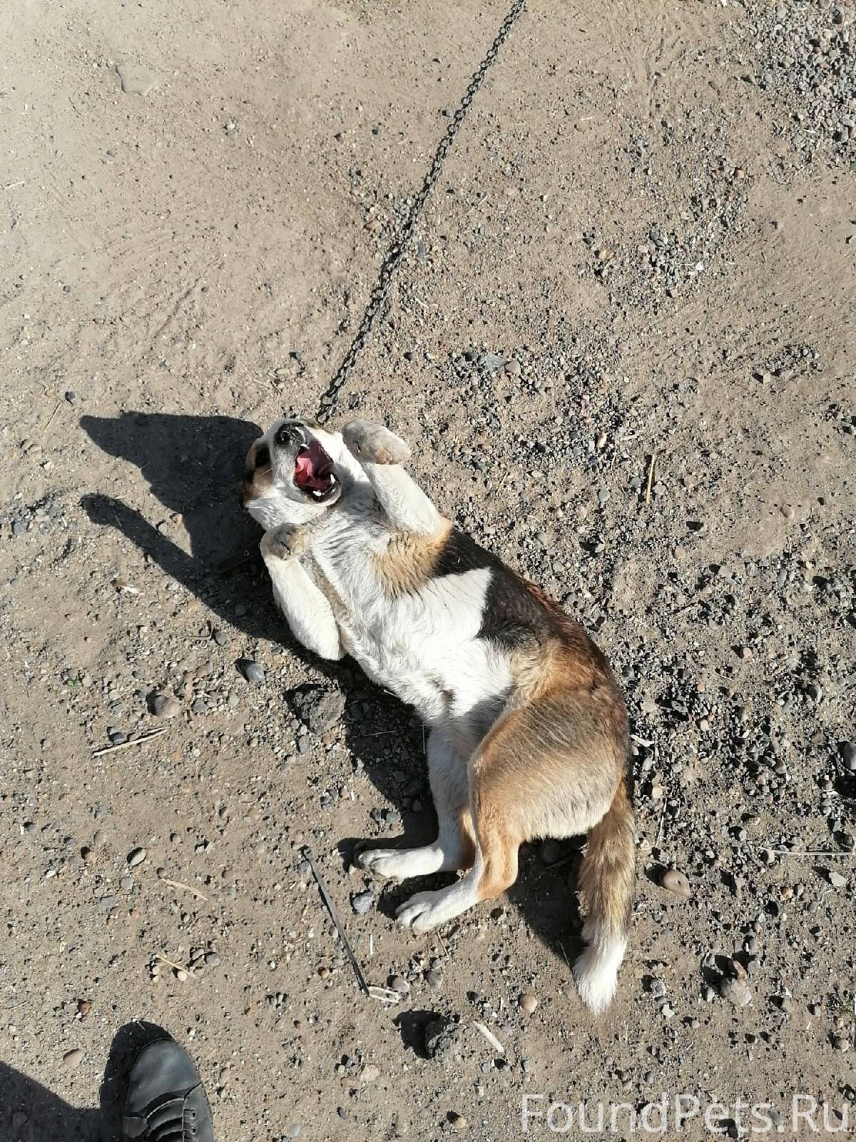 Пропала собака на Московском т...