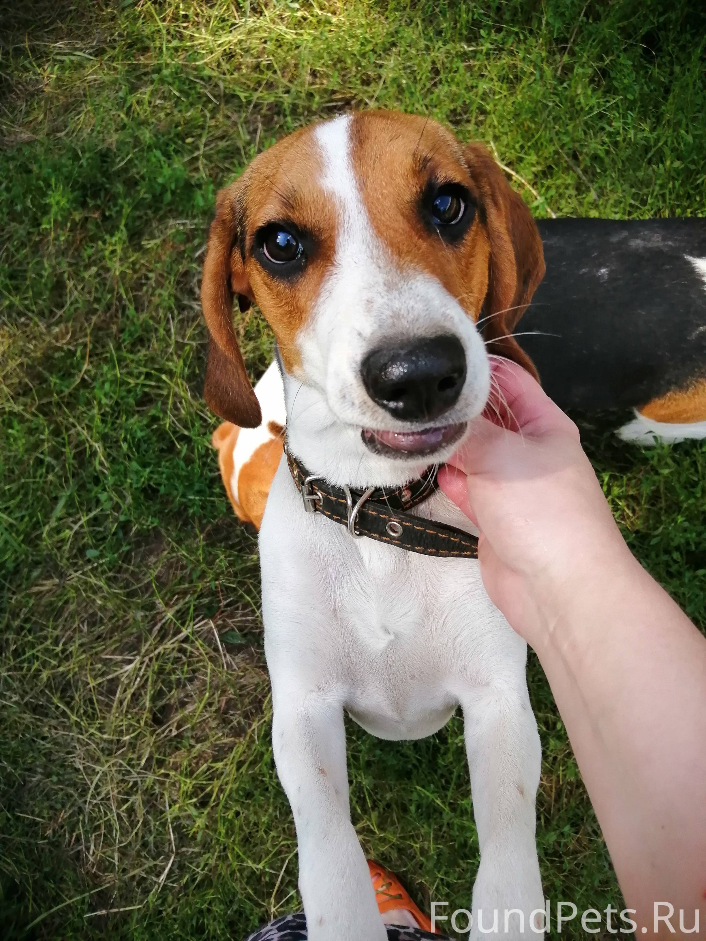 Эстонская гончая 