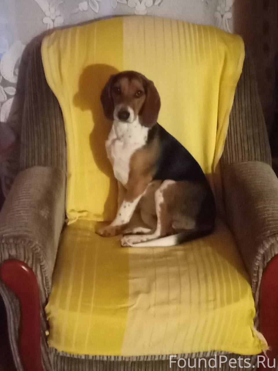 Эстонская гончая 