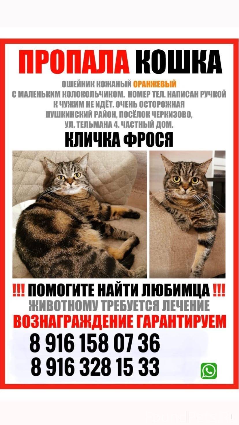 Объявление. Пропала кошка Фрося!