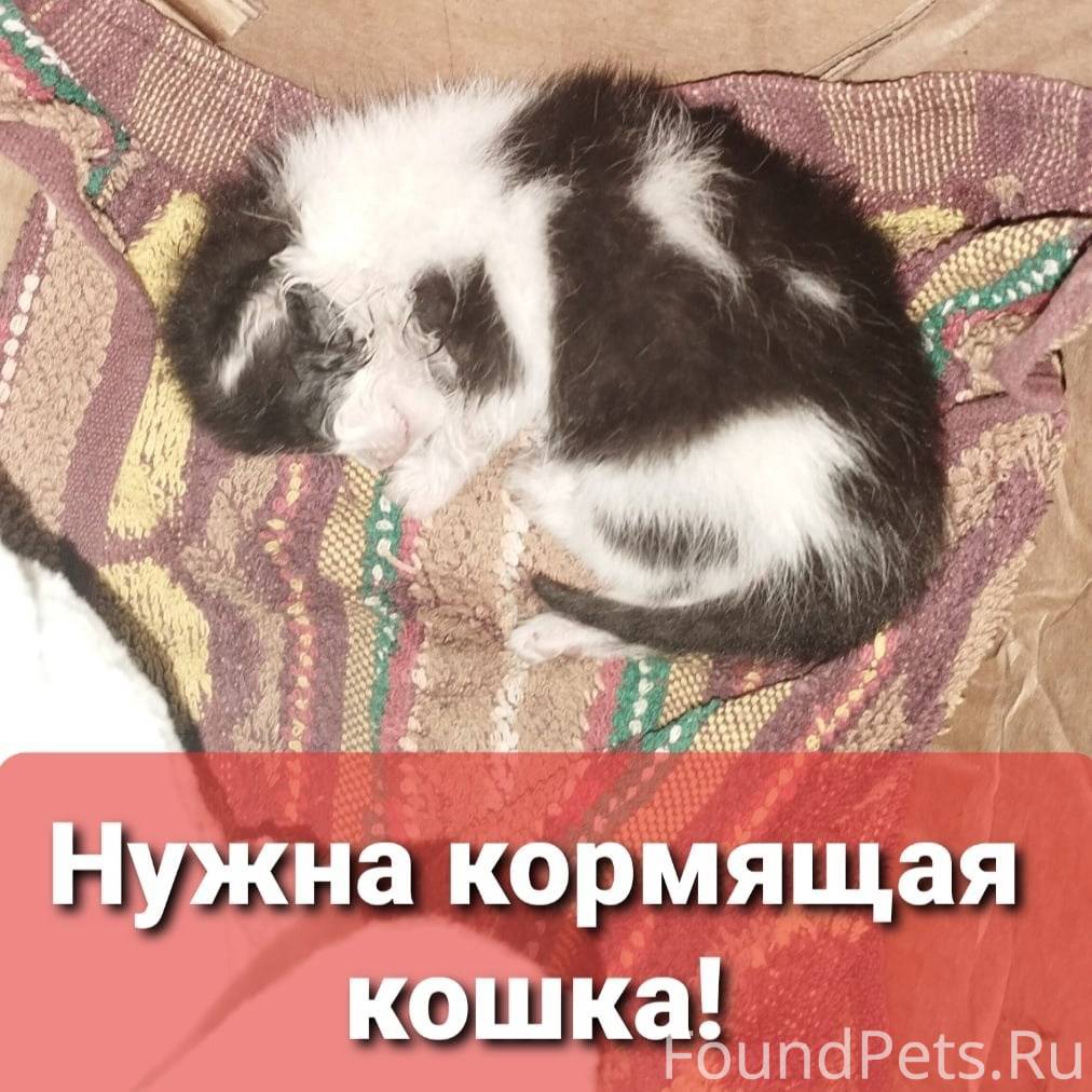 Нужна кормящая кошка фото