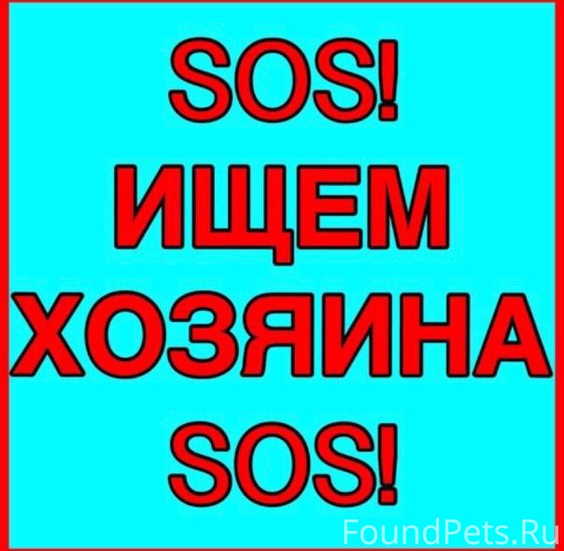 Найди срочно. Срочно ищем хозяев. Ищу хозяина. Ищем старого хозяина. Срочно хозяин отзовись.