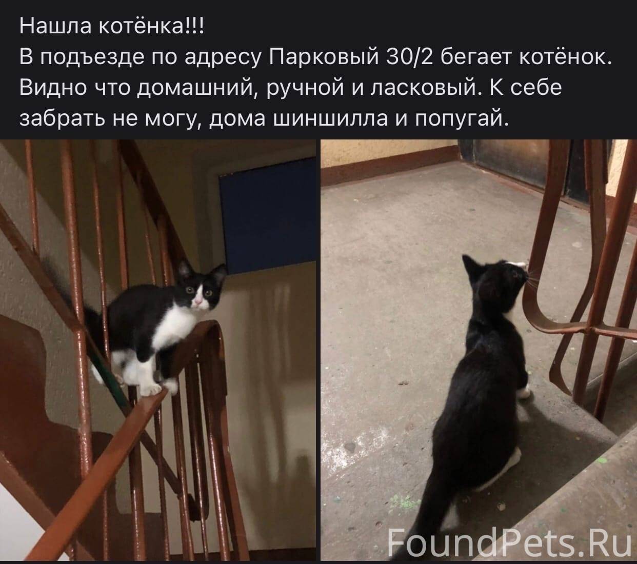 Достал котенка. Найдите котенка на мондштадских крышах. Найдите котенка на мондштадских.