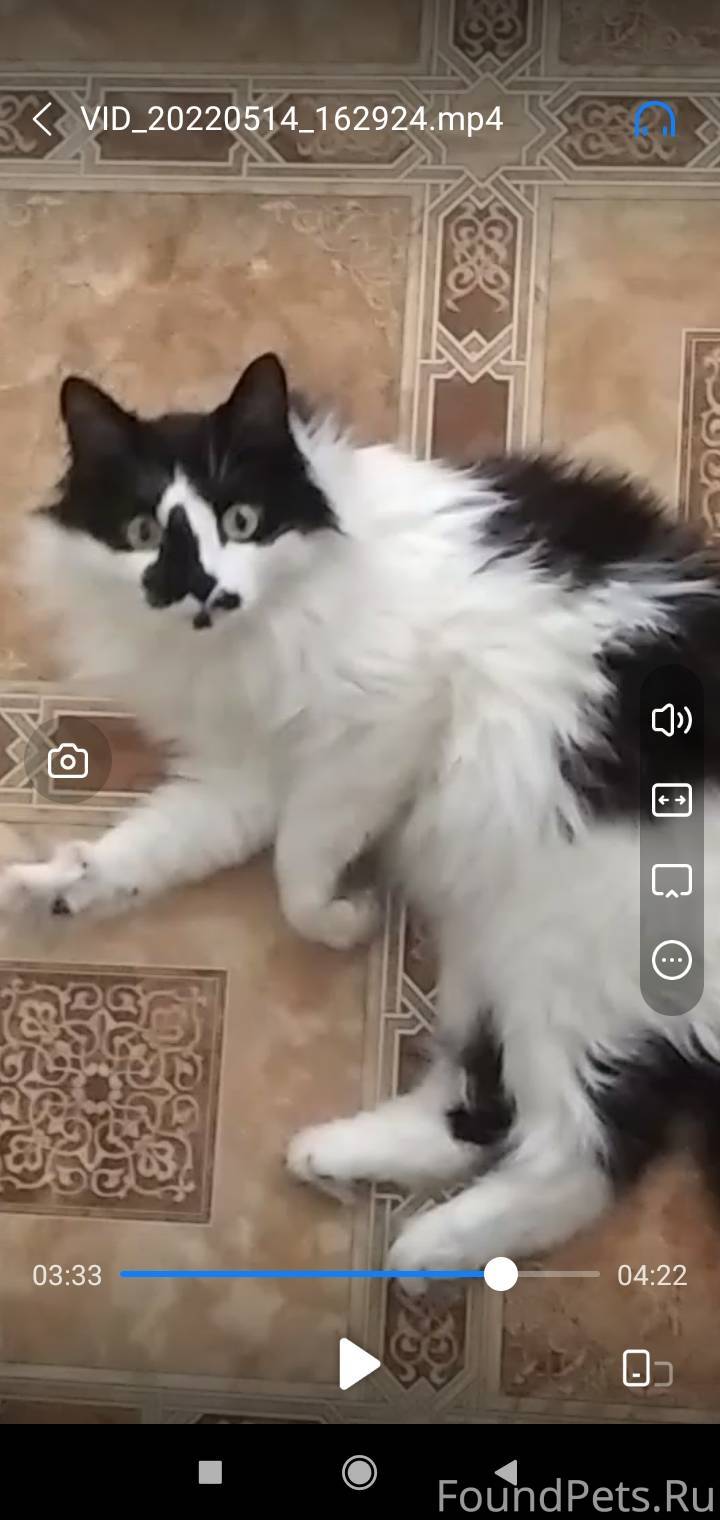 Потерялся кот сибирский