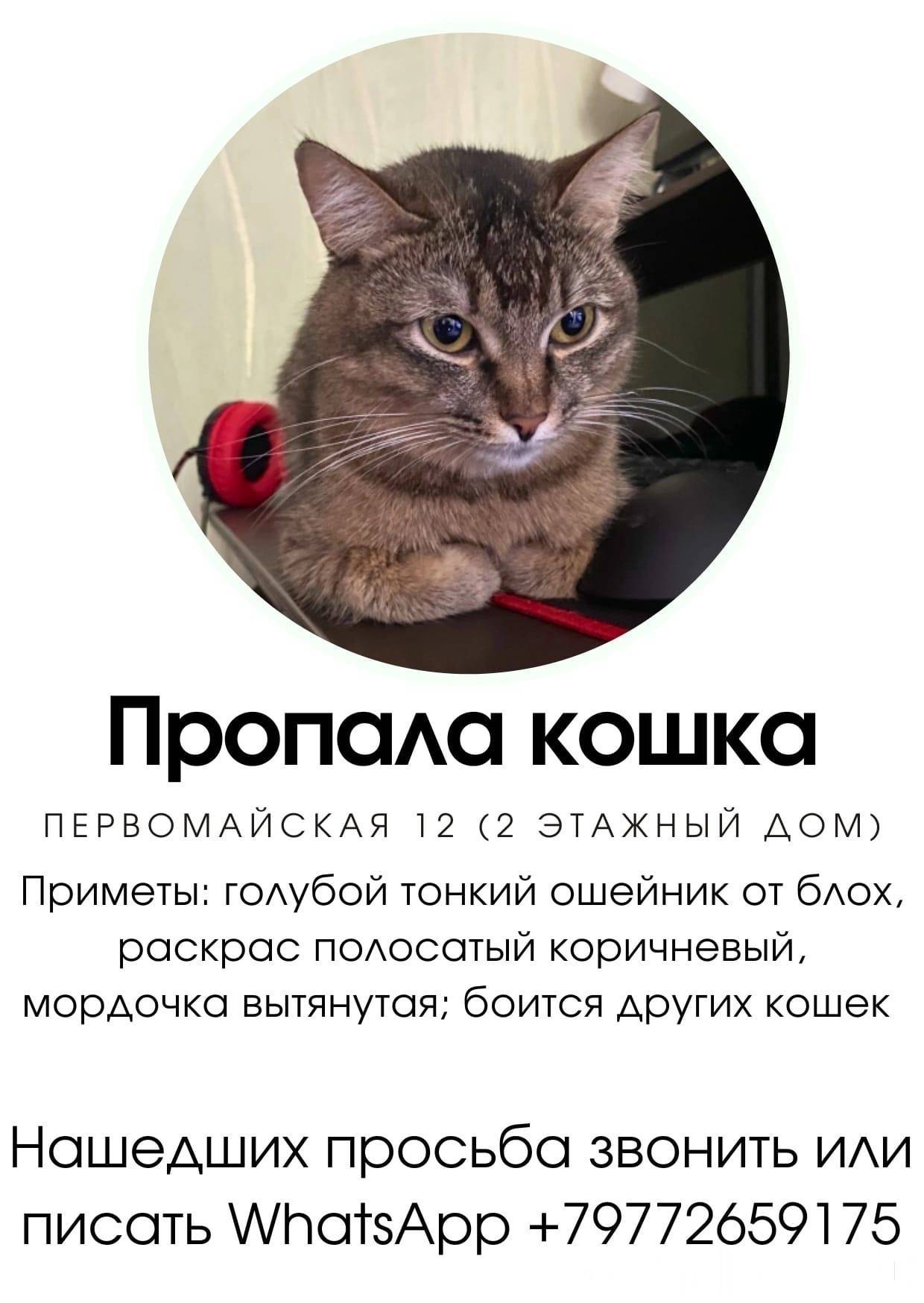 Пропал кот объявления Чебоксары