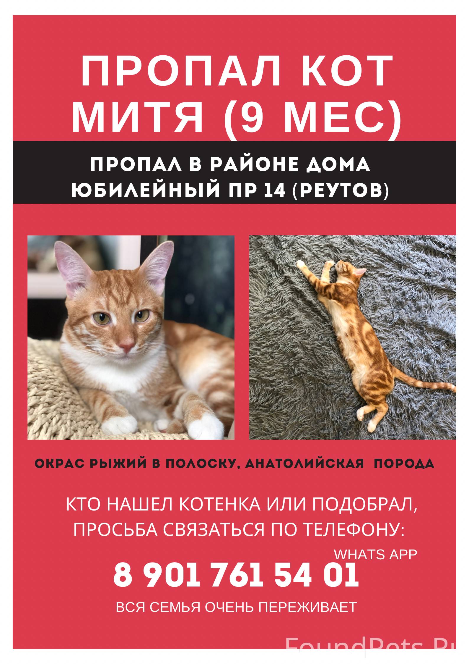 Объявление. Потерялся кот Митя 9 мес