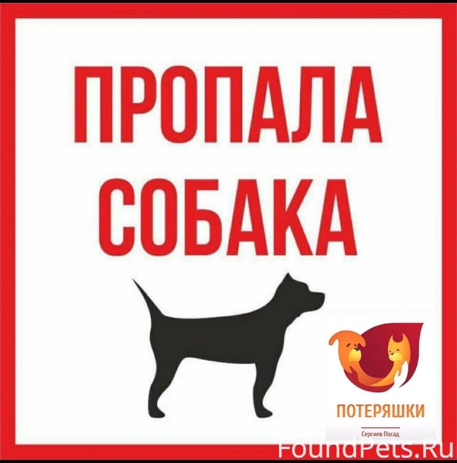 Картинка пропала собака