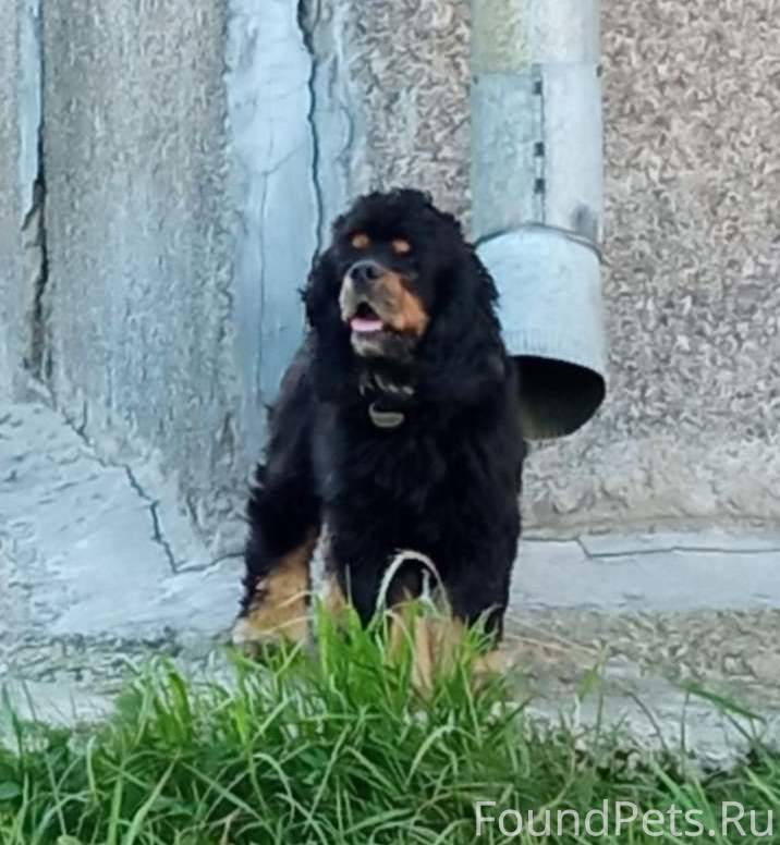 Ангарск, 6а м/н. Найдена собак...