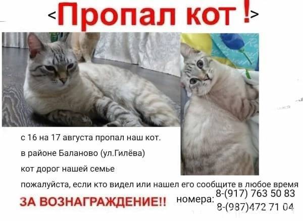 Помоги котам