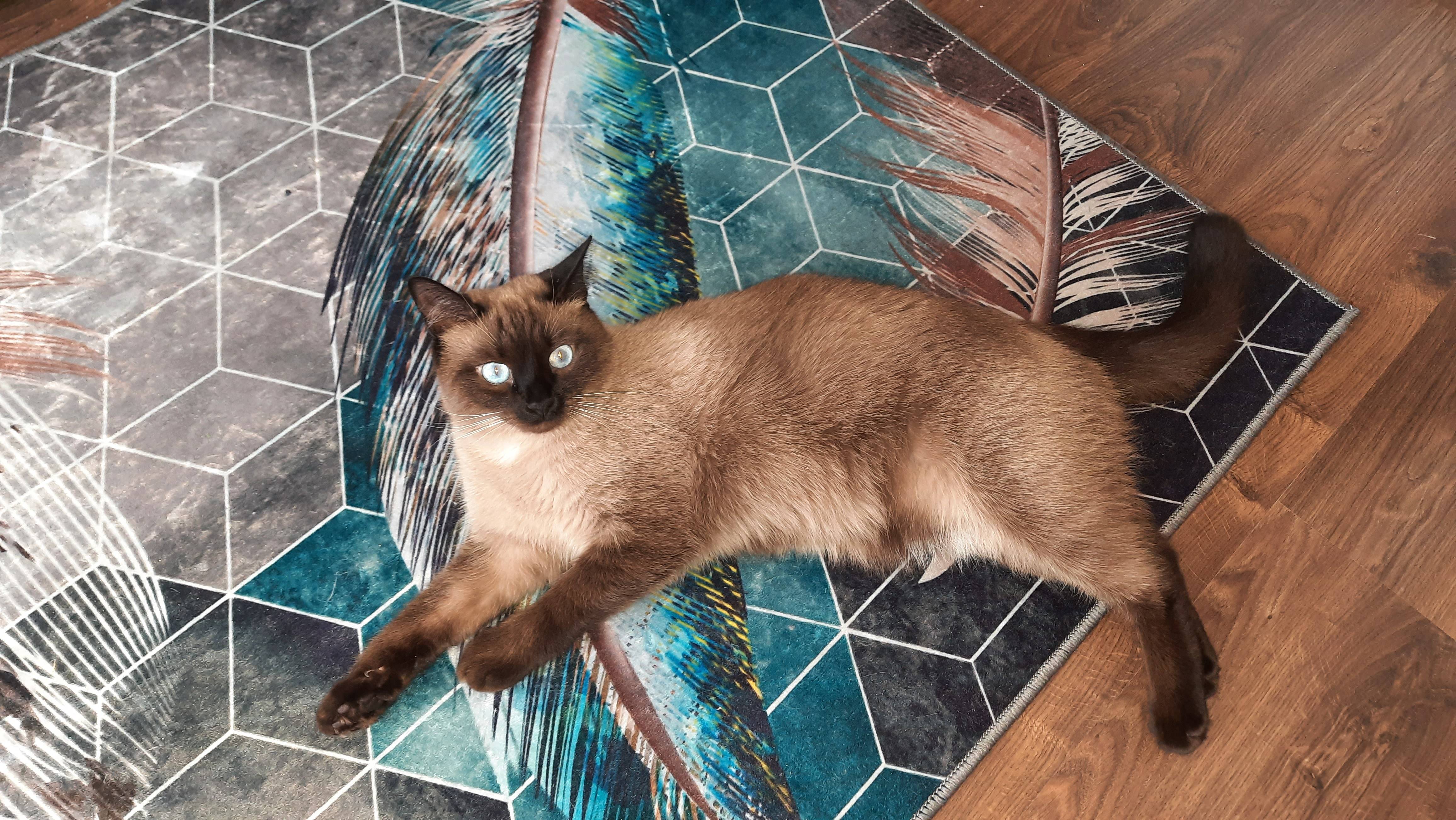 Объявление. Пропал кот по кличке Сёма!!!