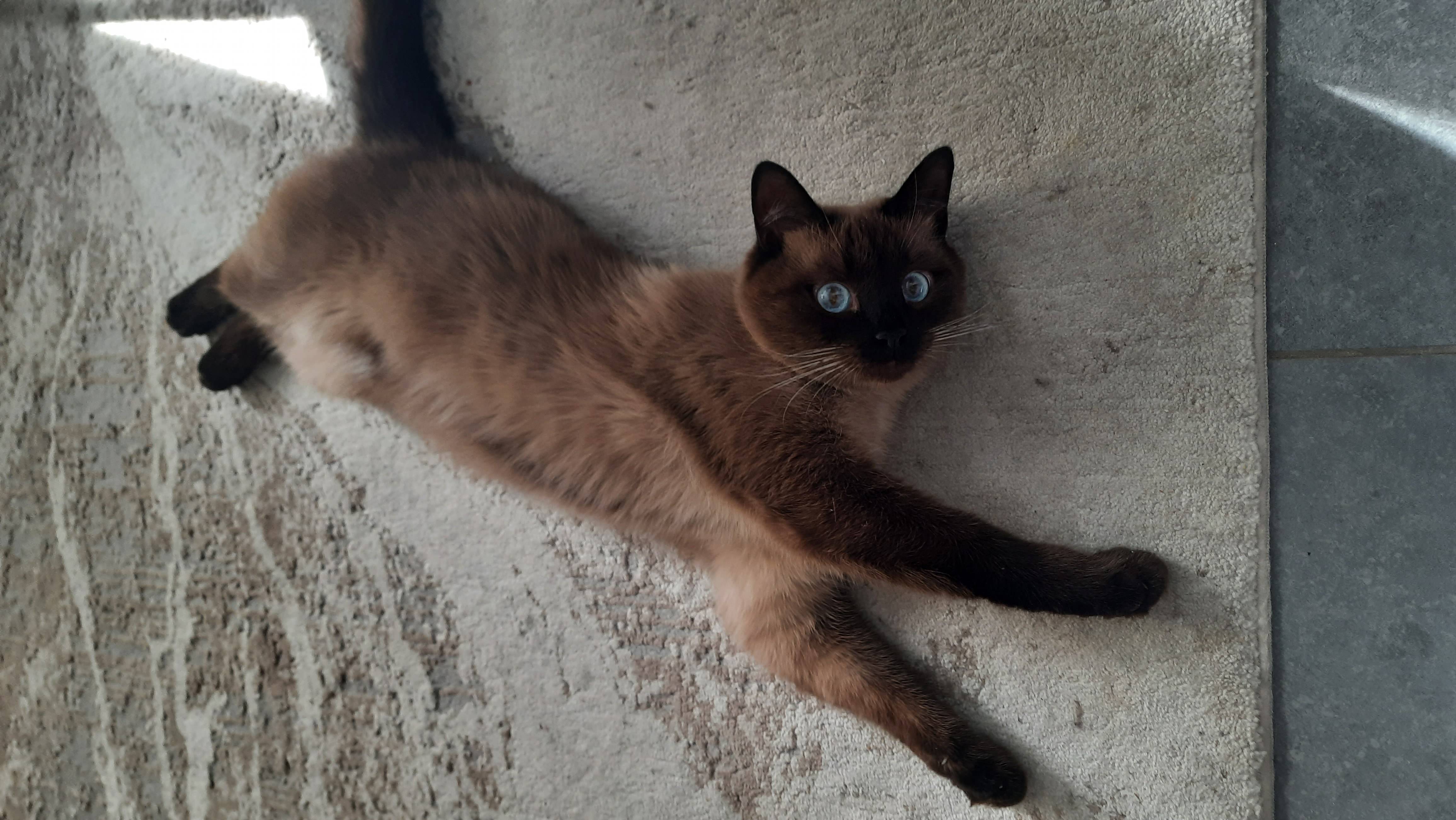 Объявление. Пропал кот по кличке Сёма!!!