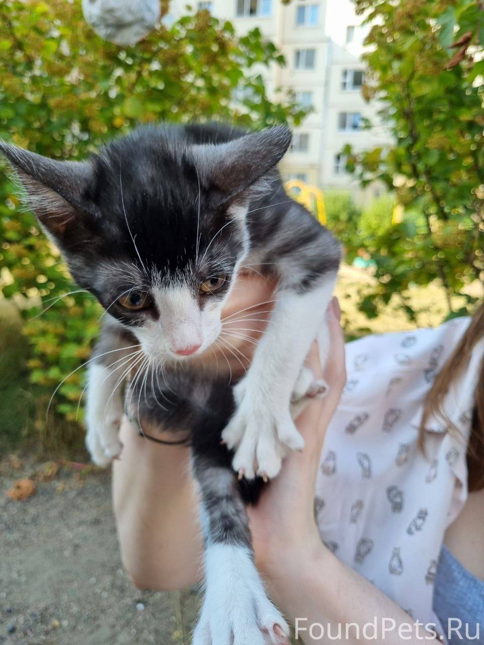 Потерялась кошка. Кошки спб. Покажи потерянные кошки на улице северная осетия. Котенок заблудился. Бездомные кошки.