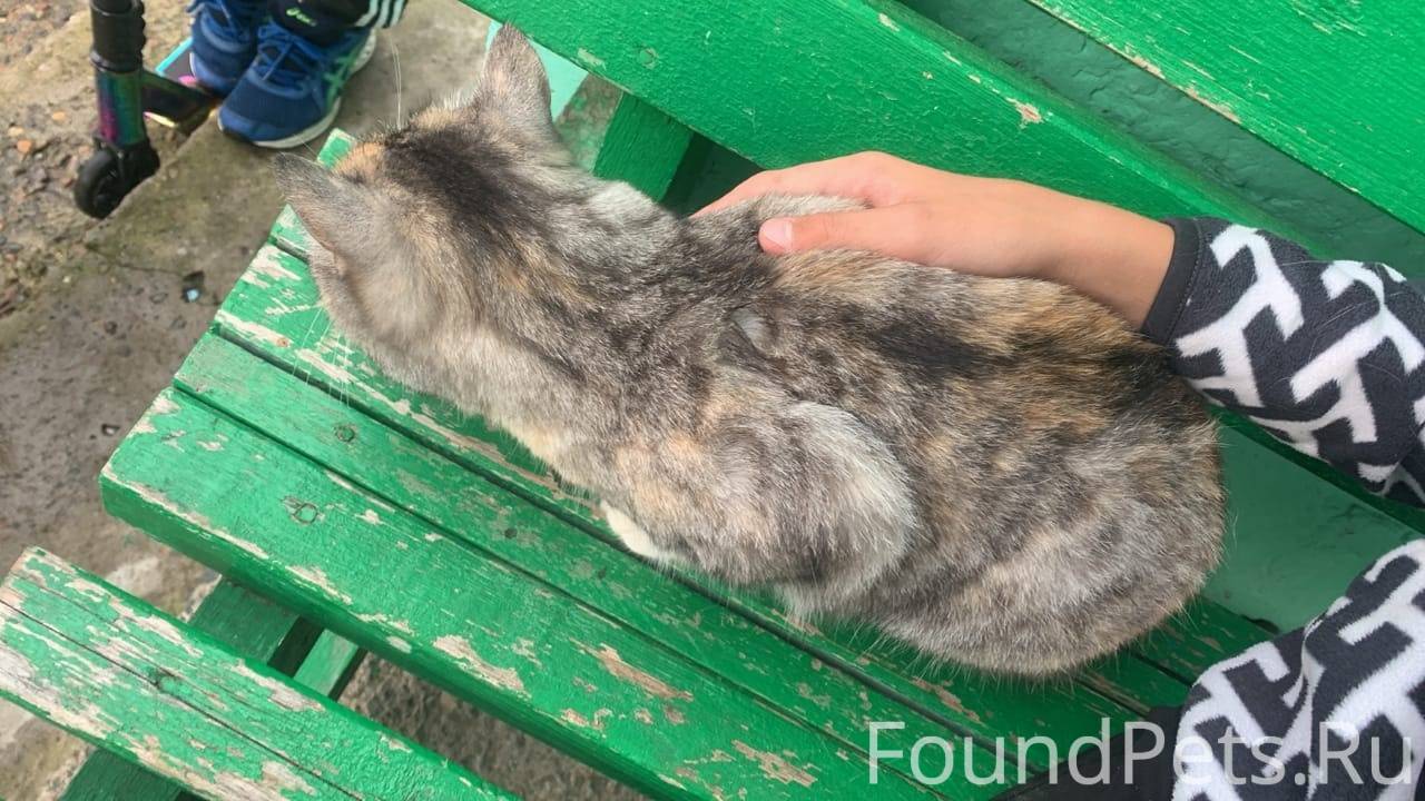 Найдена кошка в районе Саянско...