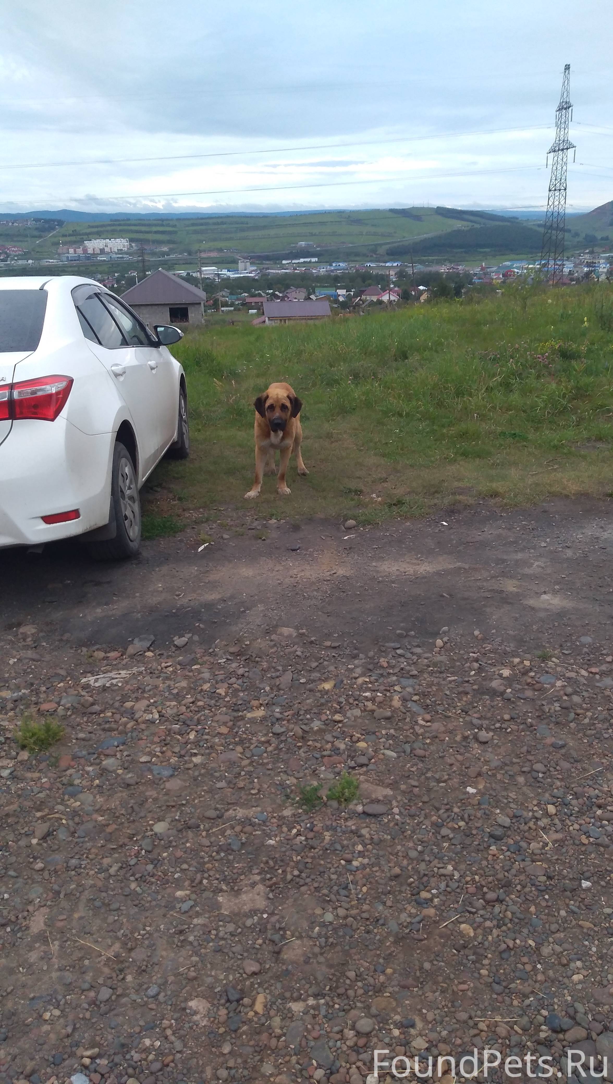 Найдена собака в районе п.Солонцы
