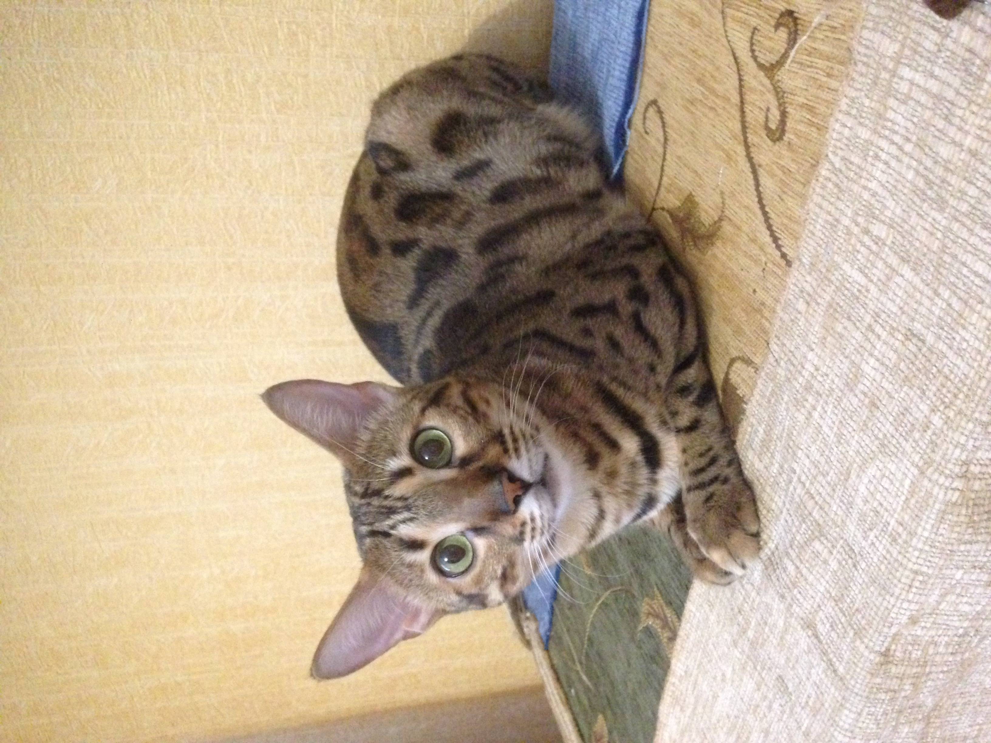 Объявление. Пропала кошка. Помогите найти!