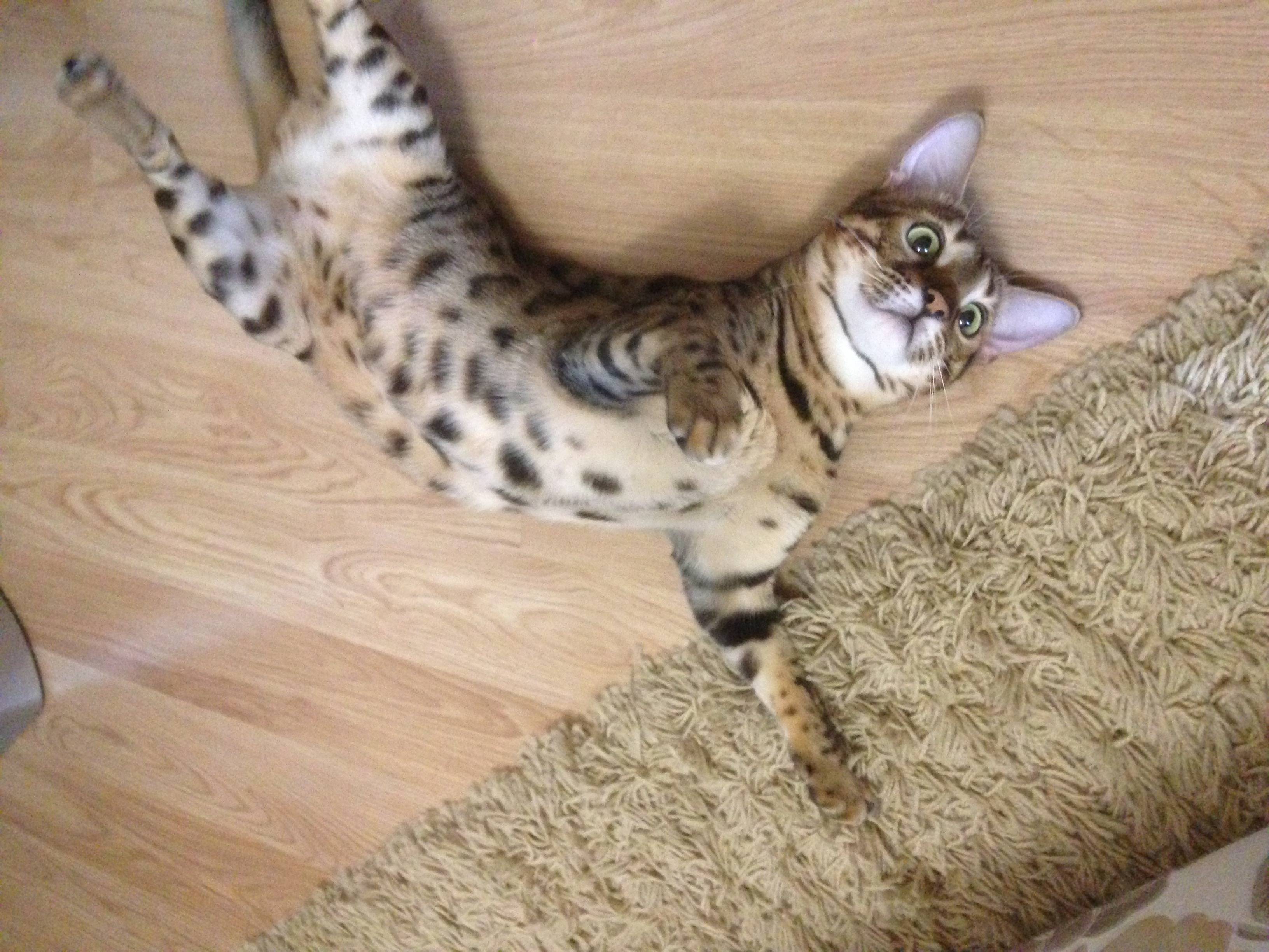 Объявление. Пропала кошка. Помогите найти!