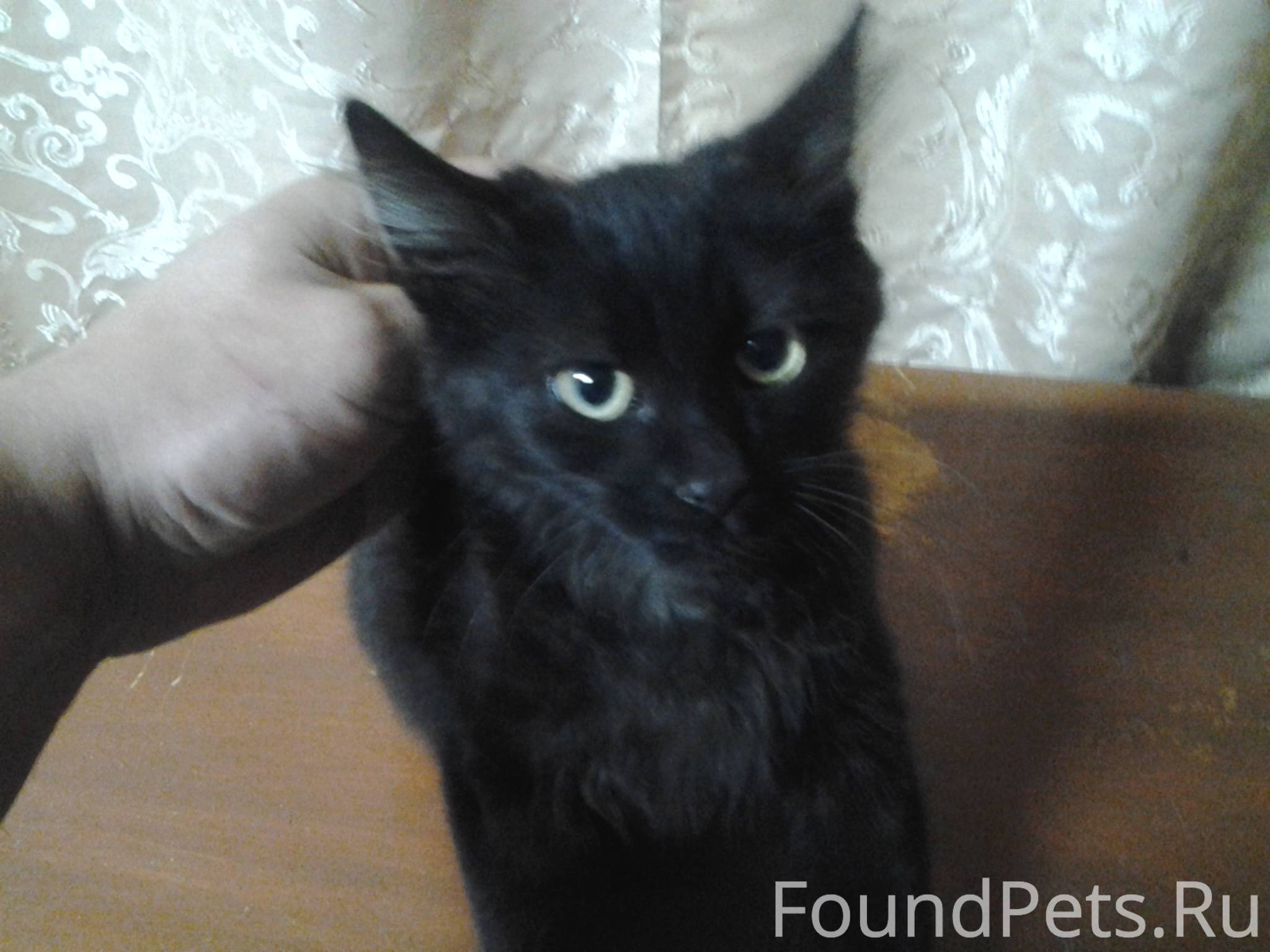 самый даром. авито рославль котята. авито рославль котята. авито котята брянская область. белый котенок авито.