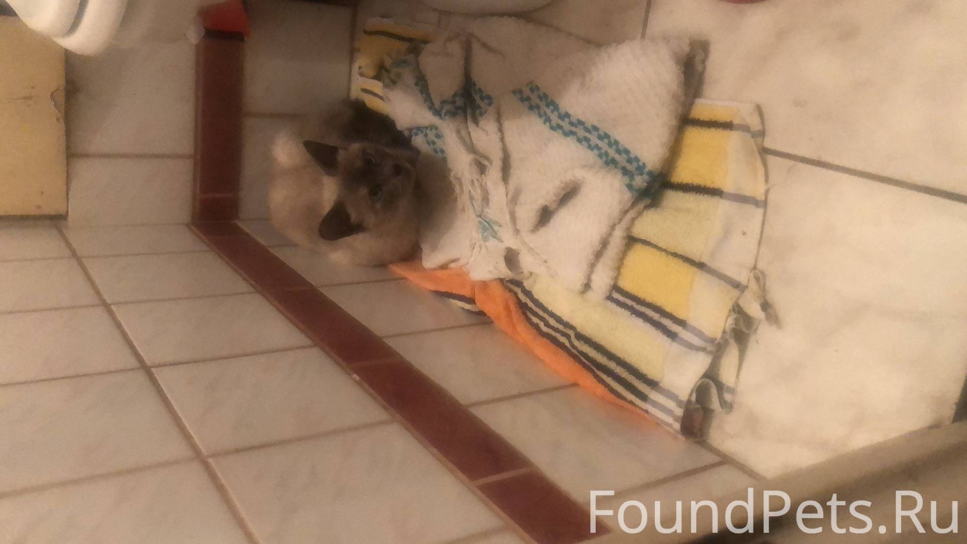 Найдена кошка тайская