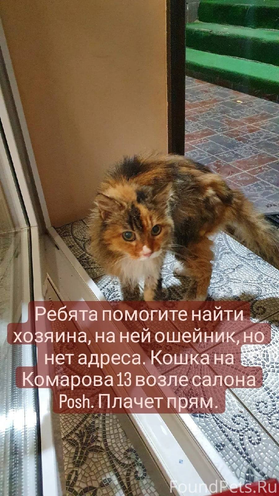 Найден кот [id25925504|Оксана ...