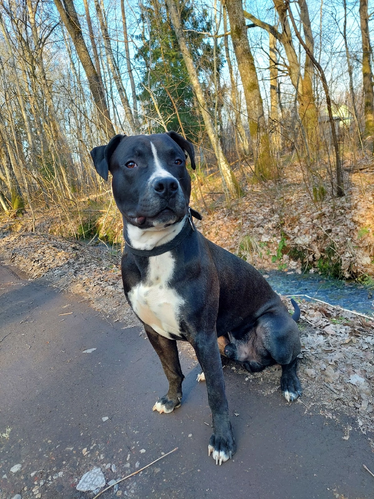 Объявление. Пропала собака!!!