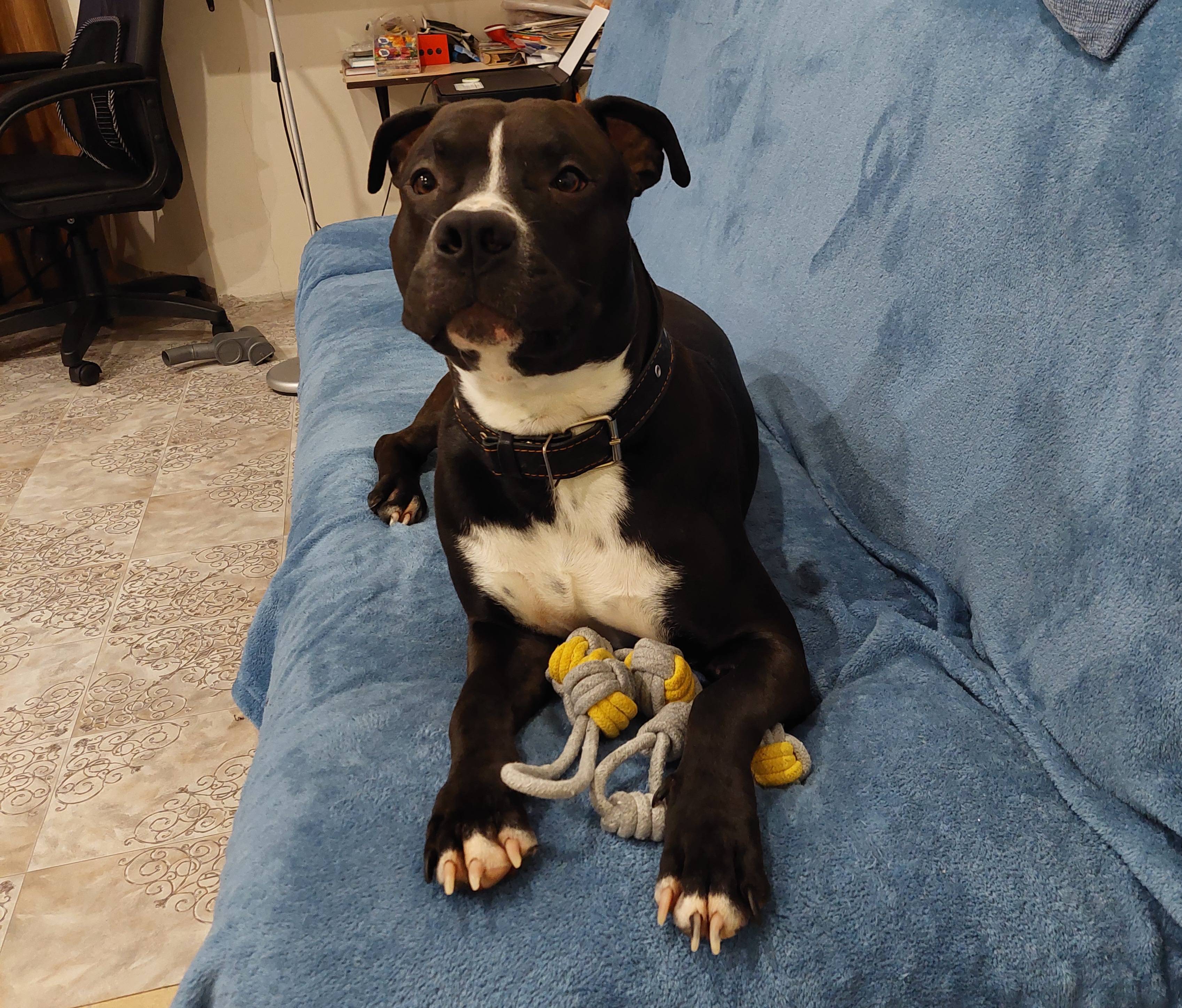 Объявление. Пропала собака!!!