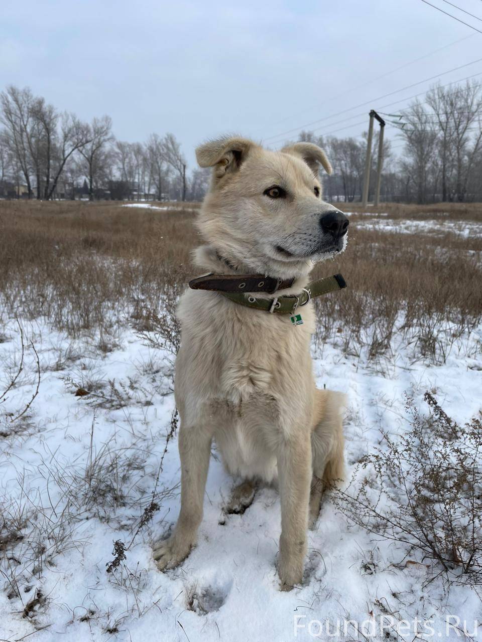 Собаки породы в абакане. Как могут купировать уши алабаю по окрасу. Выставки охотничьих собак в 2022 году. Зачем режут уши алабаям. Абакан собака.