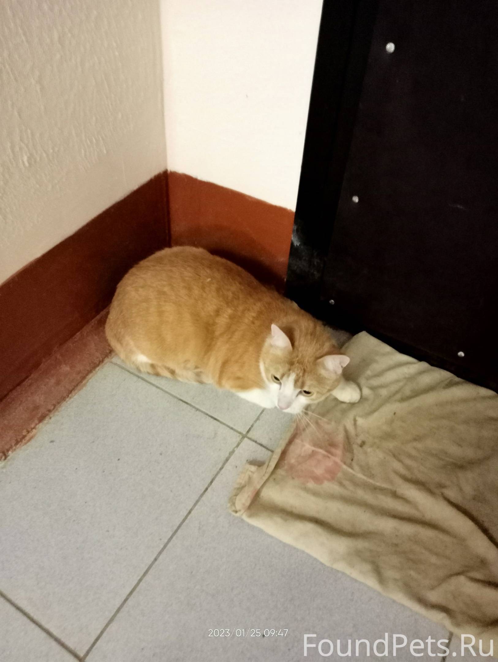 Кот в новом доме боится сидит под кроватью