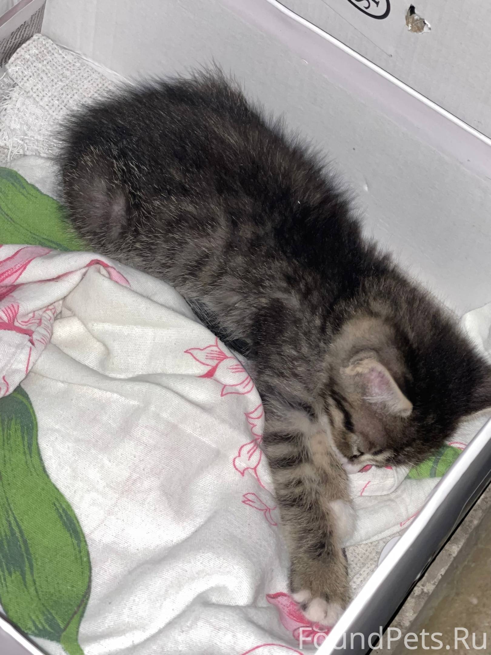 Заберите мою кошку. Заберите мою кошку. Заберите мою кошку. Забирают кошку домой. Кошки осенью картинки.