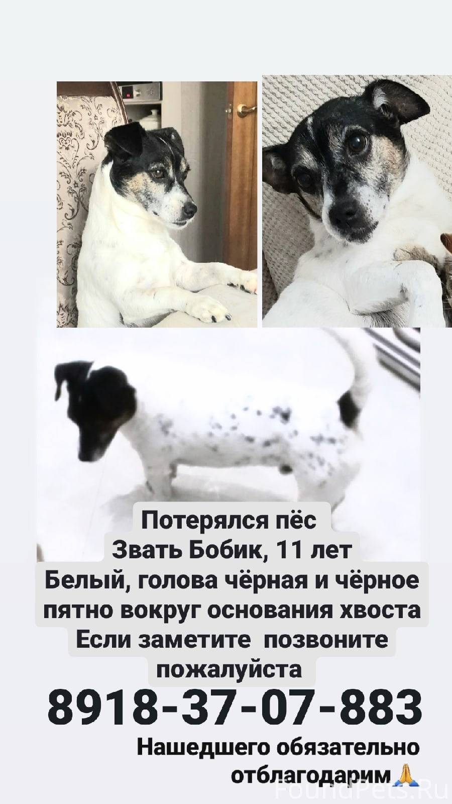 Пропала собака помогите. Пропала собака. Помогите собаке. Объявления о пропавших собаках Ульяновск. Выкса пропала собака.