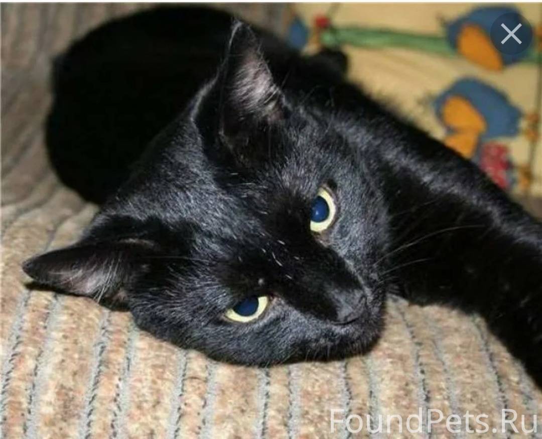 Черная кошка бывает. Беспородные черные коты. Черные котята беспородные. Черная беспородная кошка. Беспородистая черная кошка.