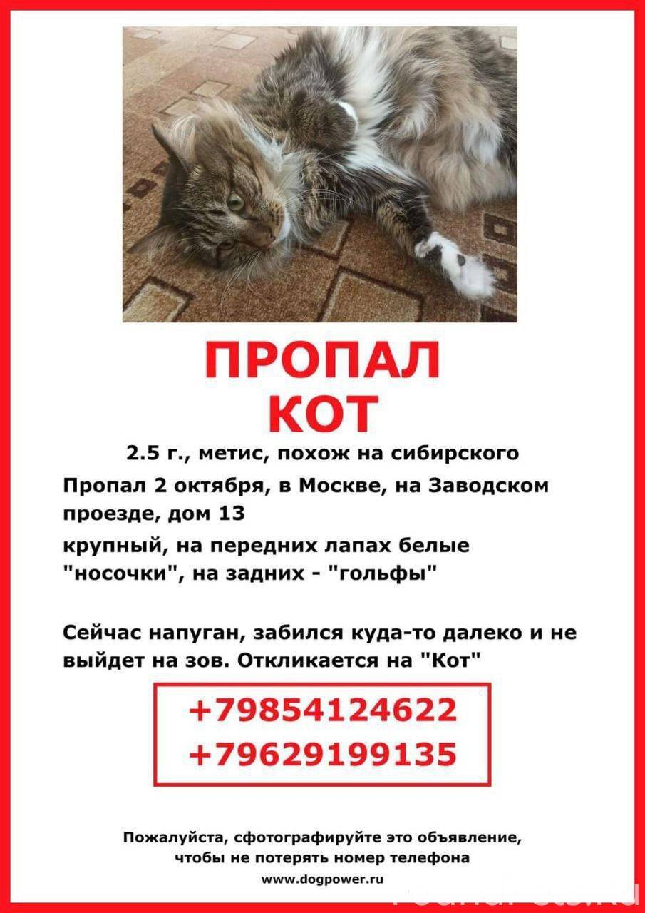 Объявление о пропаже кота. Потерялся кот. Как найти кота который потерялся. Как найти кота который потерялся. Объявление о пропаже кошки.