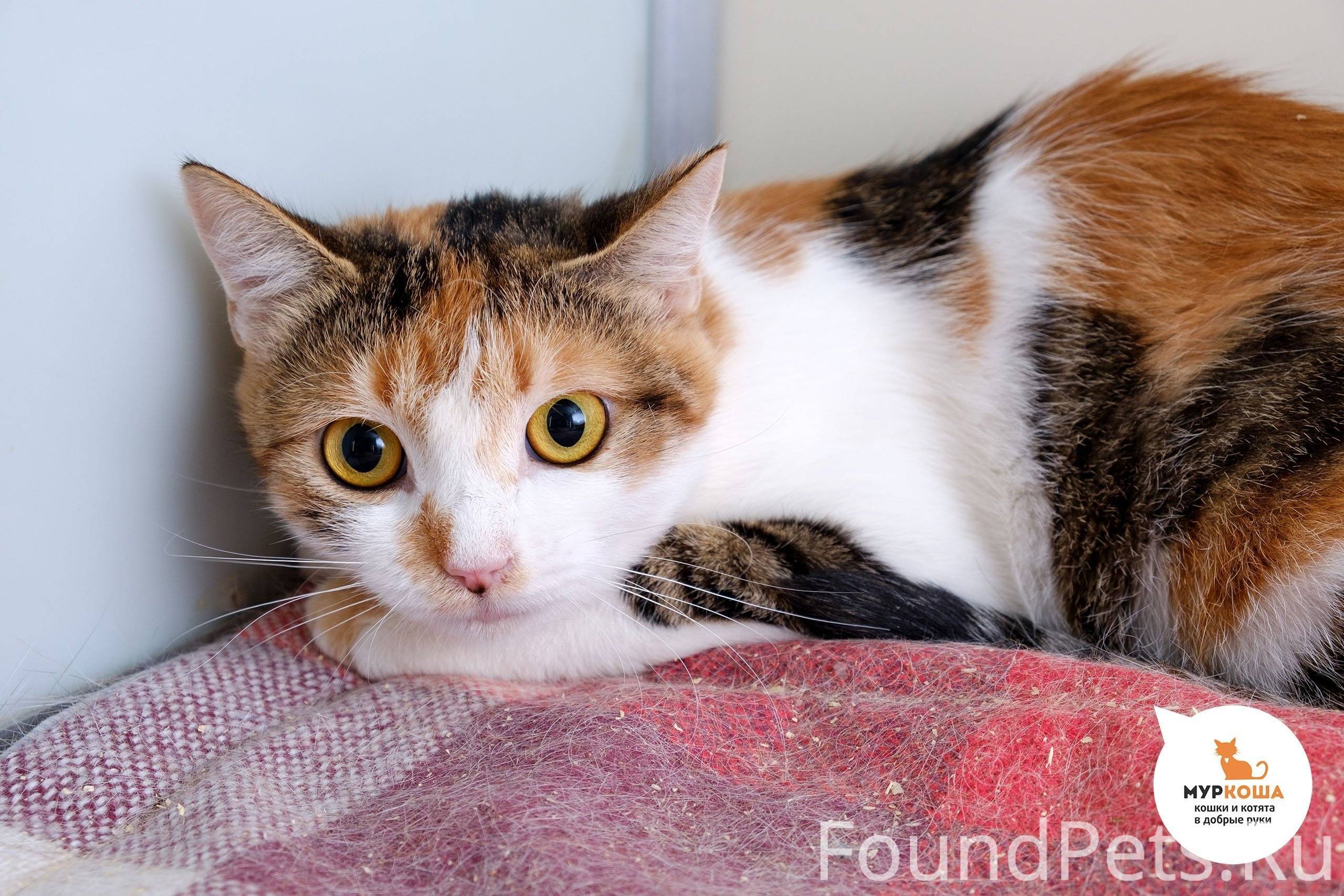 Трехшерстная кошка. Четырехцветная кошка. Непородистые кошки трёхцветные. Киса трехцветная