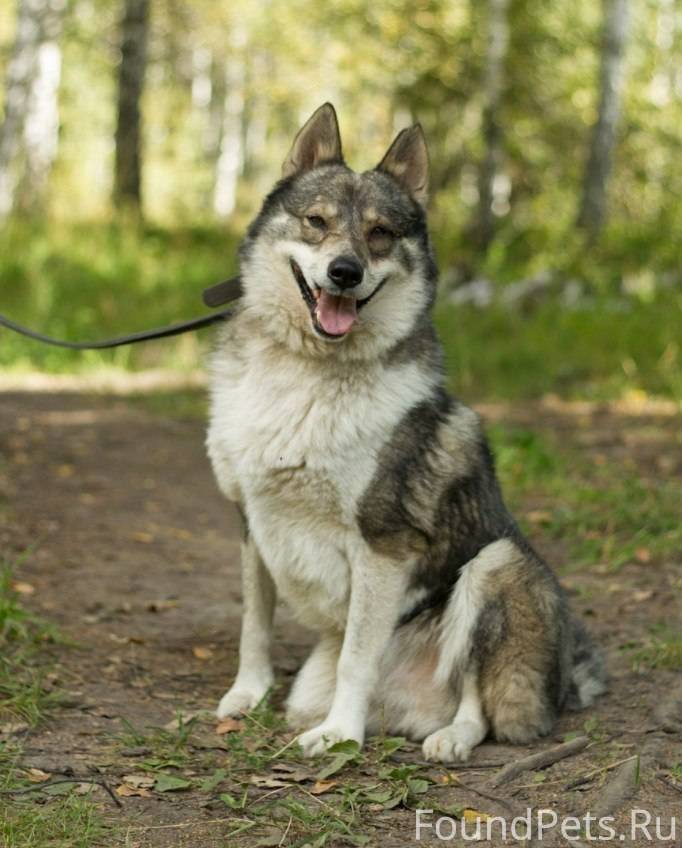 Laika. Сибирская лайка. Западно Сибирская Сибирская лайка. Лайка заподносибирская. ЗСЛ лайка.