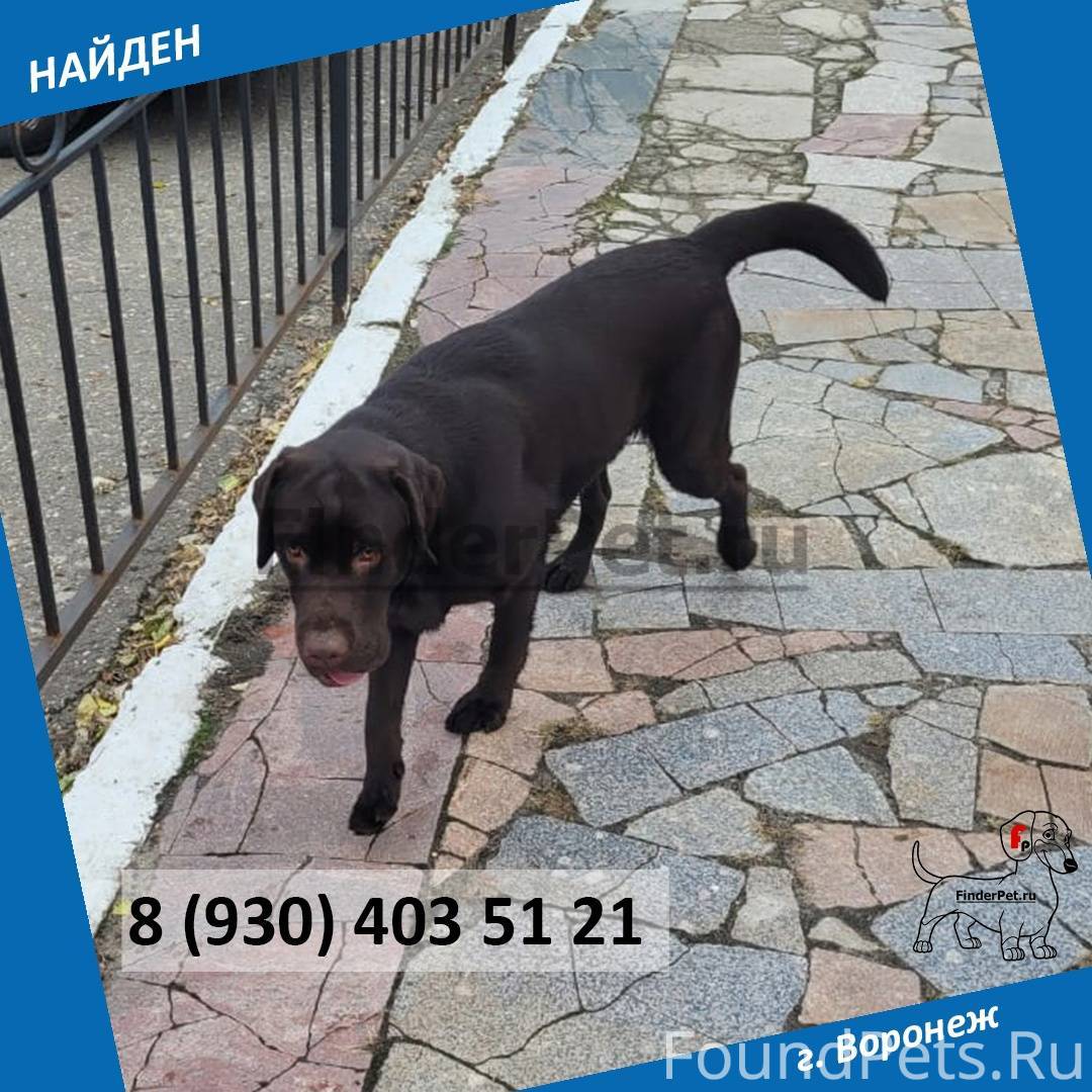 Стул сеньор с ручками-подлокотниками. 930 403. Вкусы тортов на заказ. Кресло клио (с-101). Торт на юбилей 80 лет мужчине.