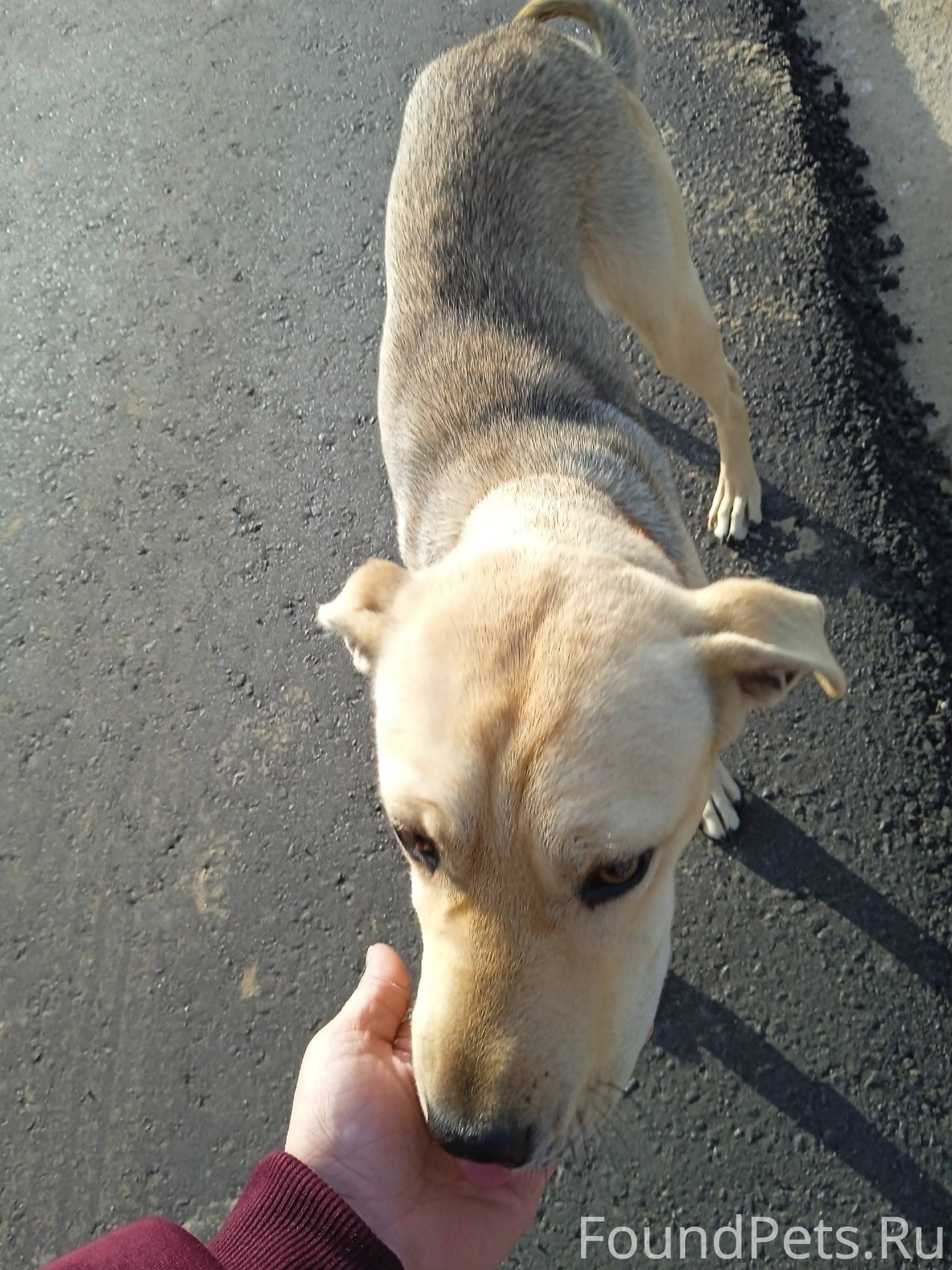 собака кобель. потерялась собачка. собака на заборе. в своём глазу бревна не видит а в чужом соринку разглядит. бежецк приют для животных новая.