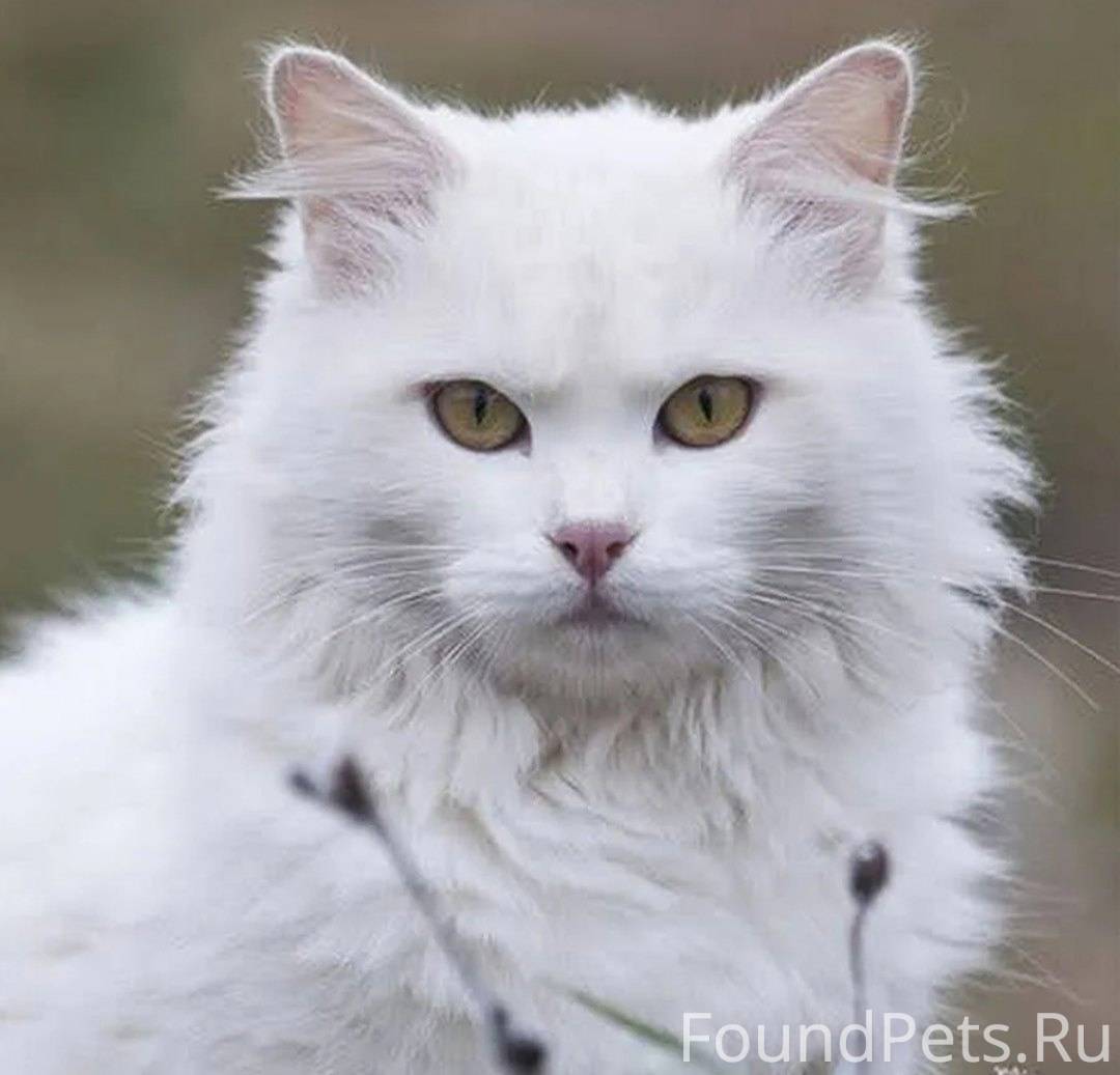 Как называется белая порода кошек. Ангорская кошка. Турецкая ангора кошка. Сибирская ангора альбинос. Турецкая ангора белая.
