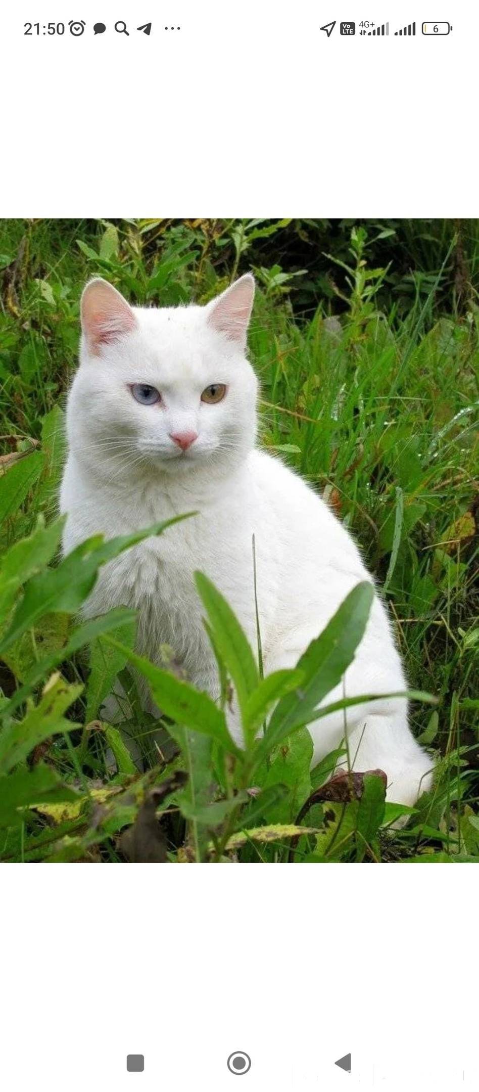 Какая порода белых котов. Турецкий Ван Ванская кошка. Као мани порода кошек. Турецкая ангора Ван. Турецкая ангора короткошерстная.