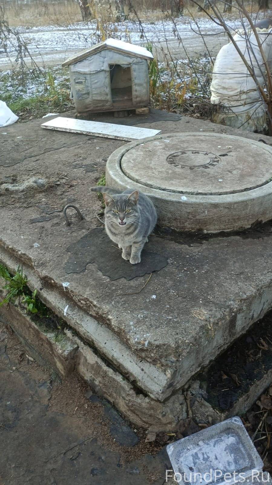В Монино на улице живёт котик....
