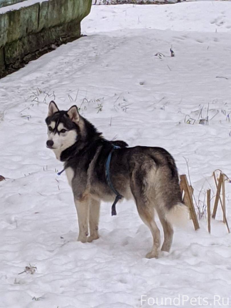 Собаки Собаки