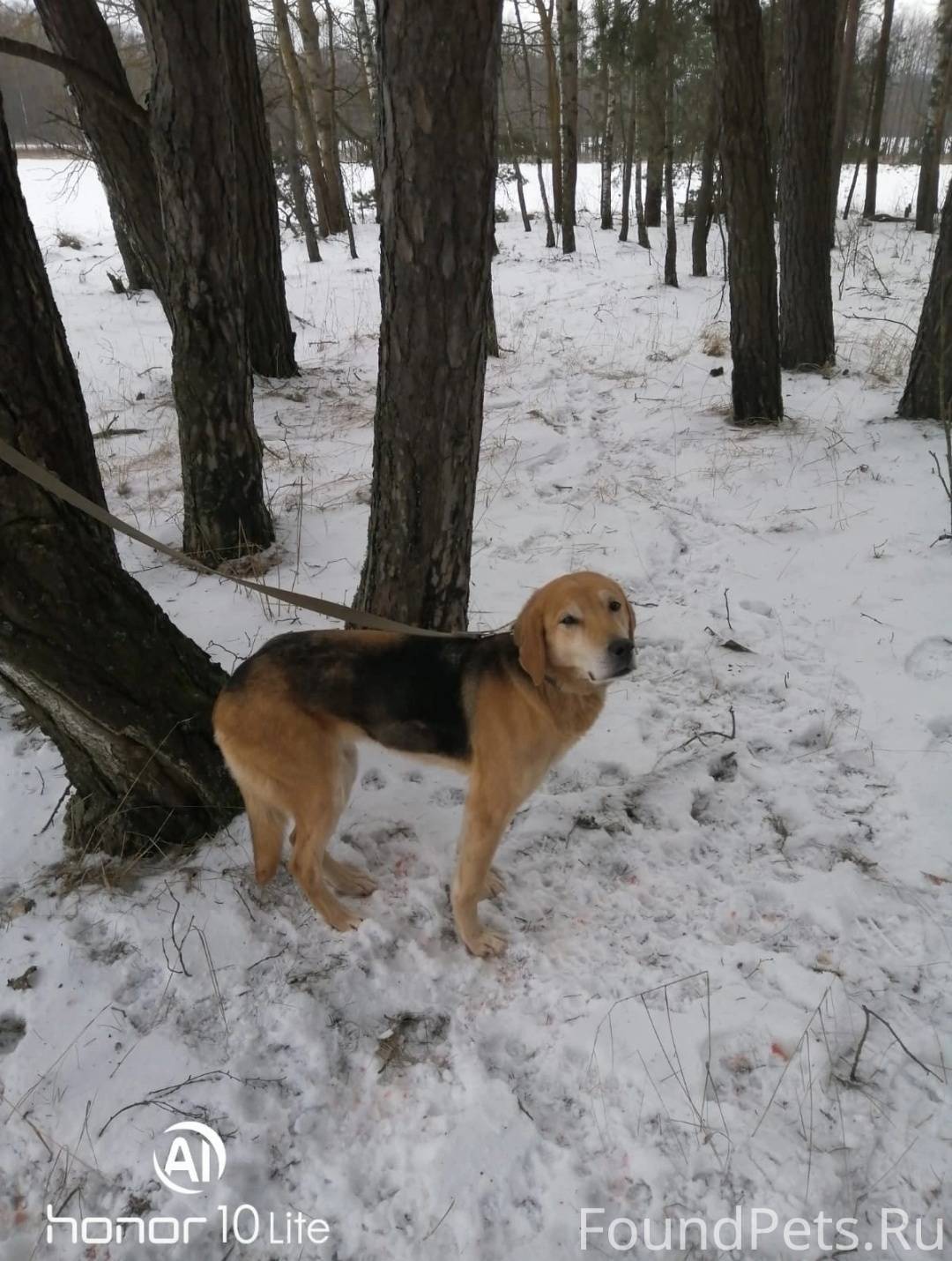 Потерялась собака в Новозыбков...