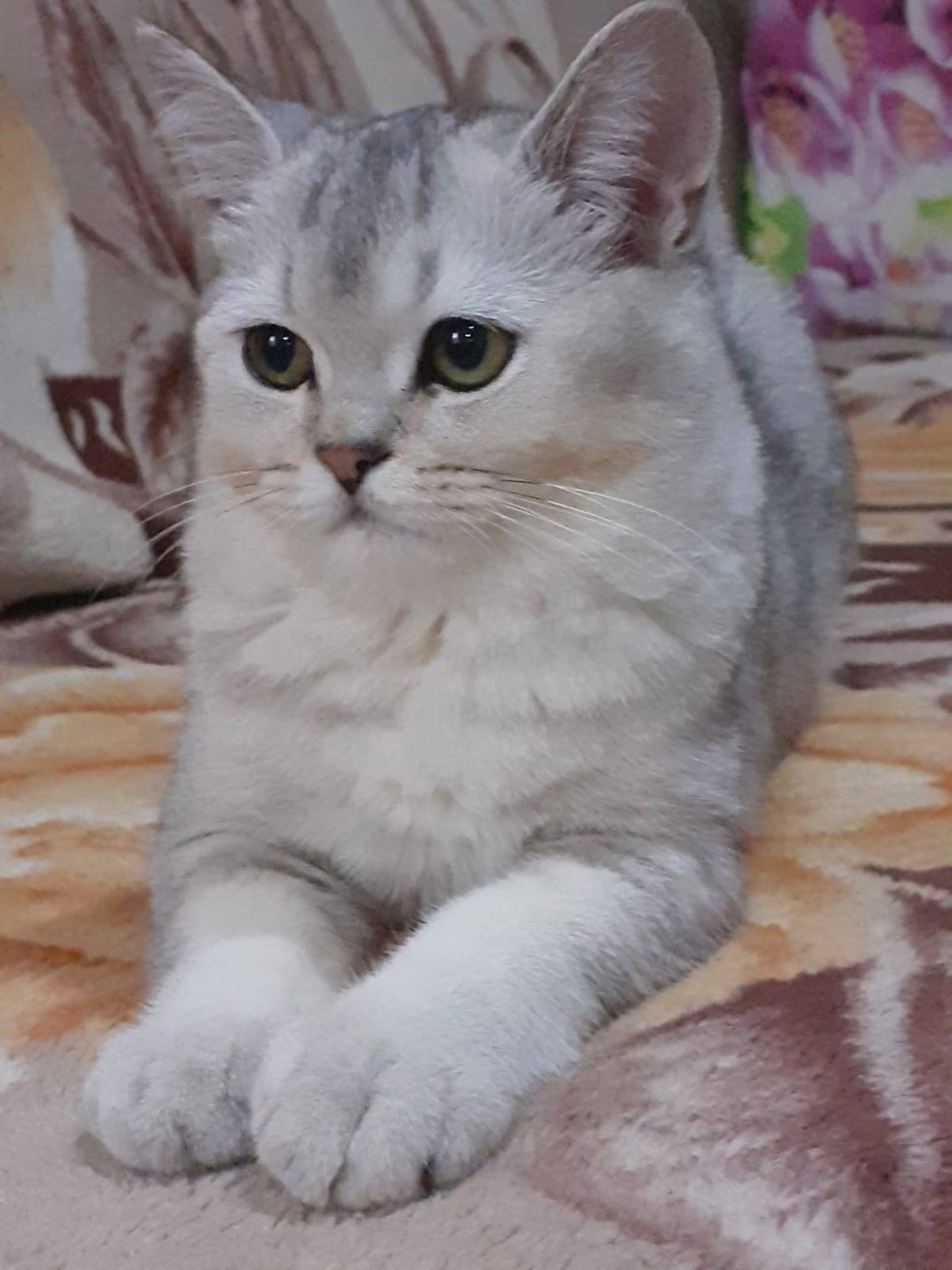 Объявление. ВНИМАНИЕ! Пропал кот. Откликае...