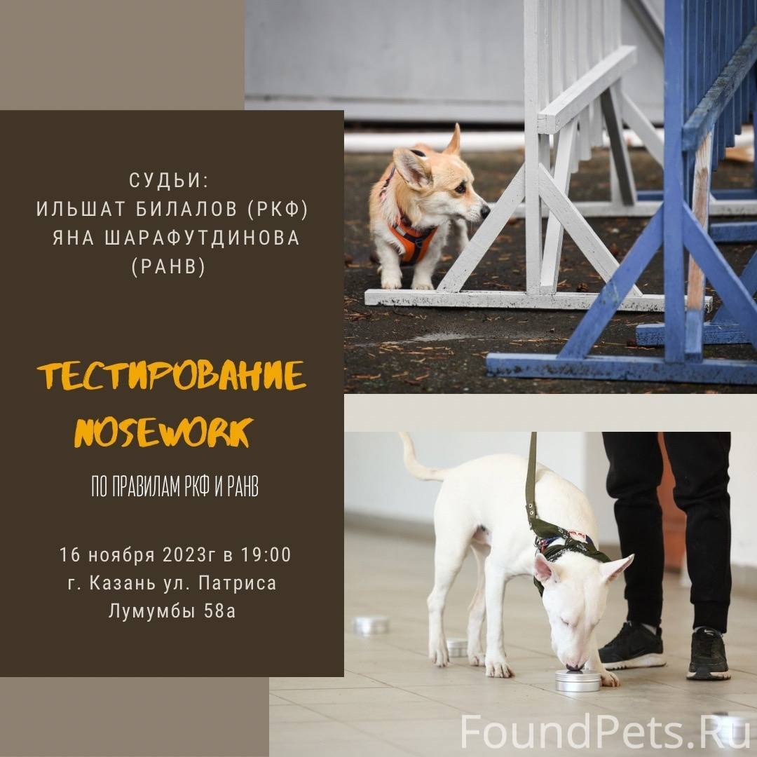 Тестирование ркф. Отношение к выстрелу у собак. Ркф обмен сертификата тестирование поведения. Стандарты пород собак ркф. Тестирование ркф.