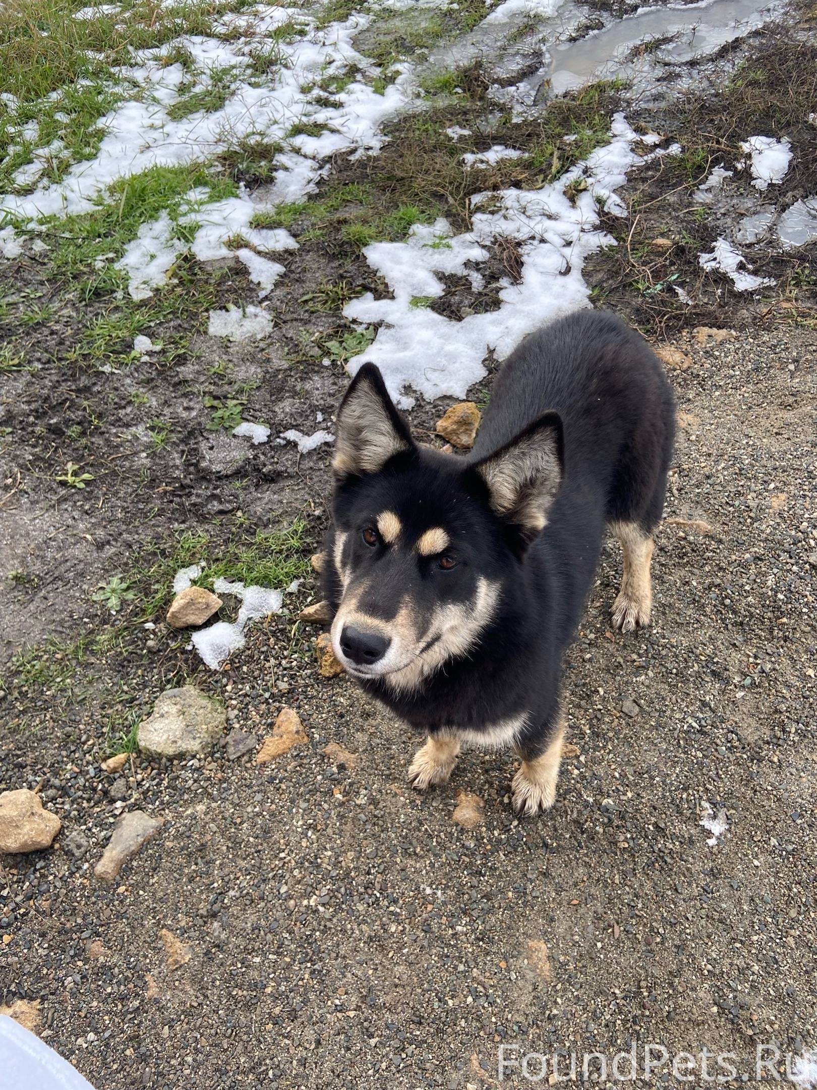 Объявление. 🐶🐶 Ищет дом красивая собачка. ...